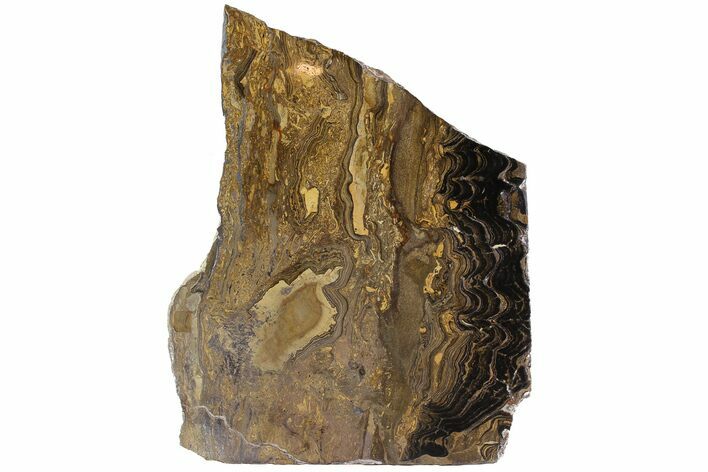 Stromatolite (Greysonia) From Bolivia #77886